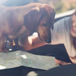 Solarplexius-lunas-tintadas-proteccion-mascotas